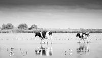 Auf dem Wasser gehen
