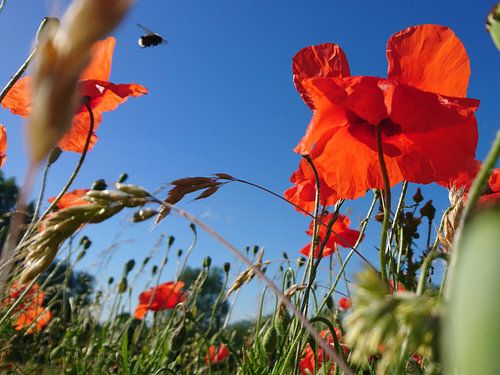 Klaprozen en hommel