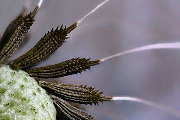 dandelion detail