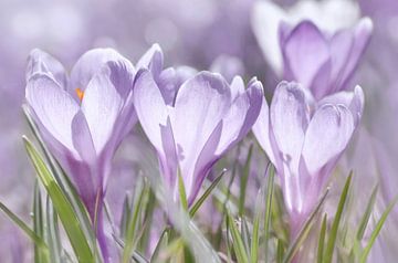 Crocus sur Violetta Honkisz