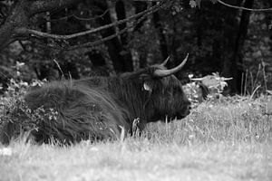Lügender schottischer Hochlandbewohner in Schwarz-Weiß