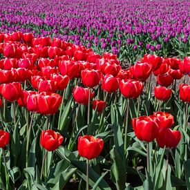 Gros plan sur les tulipes rouges au milieu d'une mer violette à Groningen, aux Pays-Bas ! sur Robin Jongerden