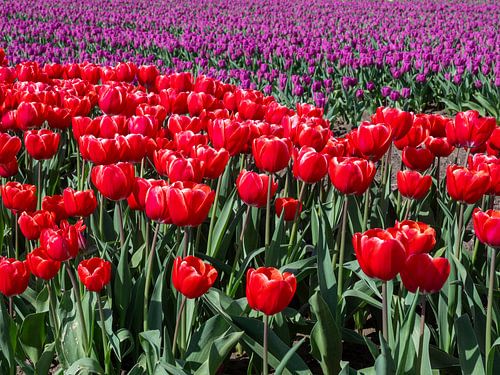 Bezaubernde Nahaufnahme: rote Tulpen in einem Meer von Lila in Groningen, Niederlande!