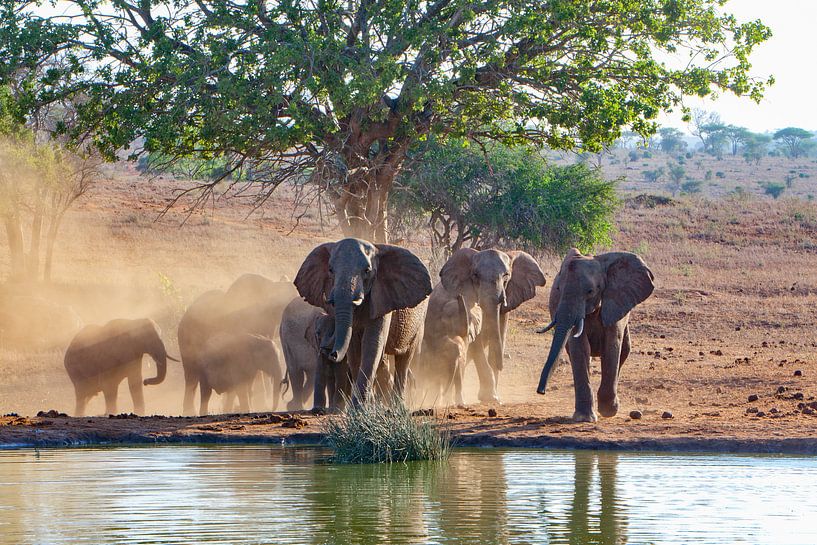 Elephants Waterhole by Peter Michel