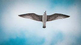 "Blue Freedom" by felix Ascher