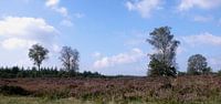 De Veluwe met al haar pracht van Reinder Weidijk thumbnail