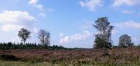 De Veluwe met al haar pracht
