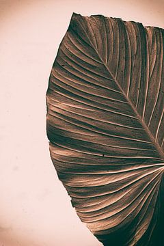 Alte braune Blätter mit Retro-Tönen | Botanische Naturfotografie von Denise Tiggelman