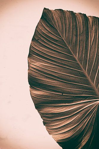 Oud bruin blad met retro tinten | Botanische Natuur fotografie
