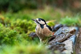 Grote bonte specht van Merijn Loch