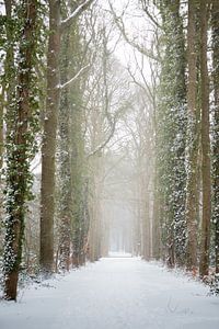 Bosweg in de winter, bedekt met sneeuw | fine art foto print van Karijn | Fine art Natuur en Reis Fotografie