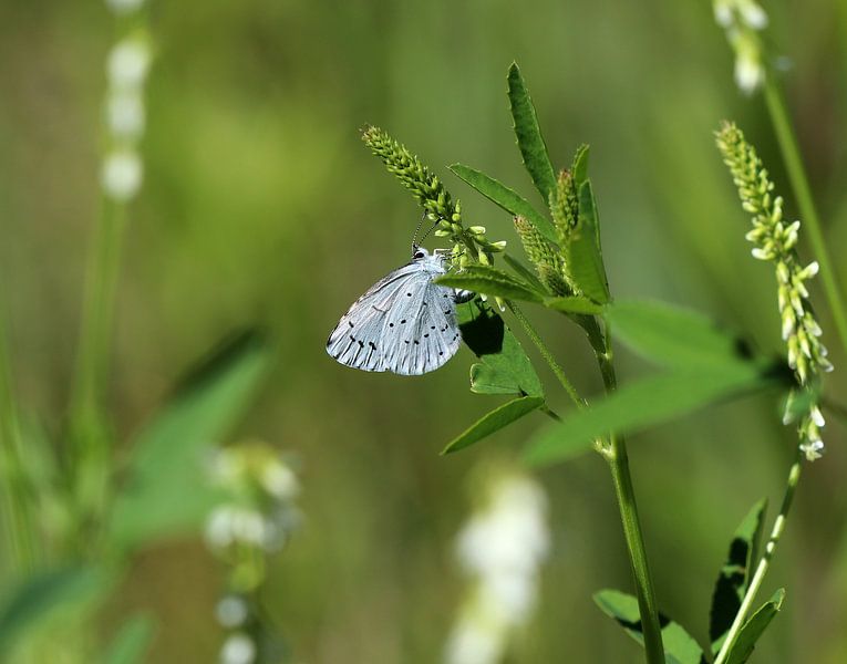 Verrot blauw van Matthias Brix