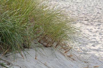 Gras am Strand der Ostsee von Heiko Kueverling