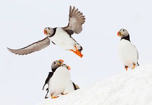 Papegaaiduikers in de sneeuw van Beschermingswerk voor aan uw muur