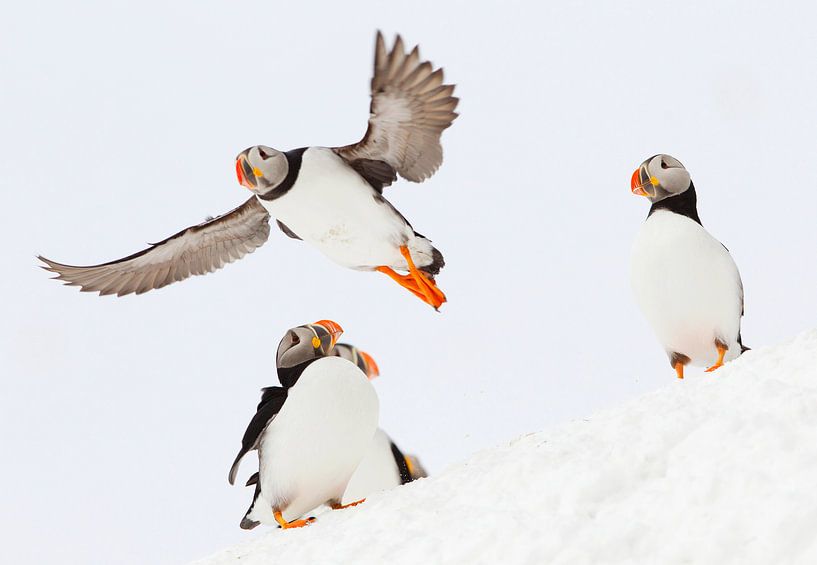 Papegaaiduikers in de sneeuw van Beschermingswerk voor aan uw muur