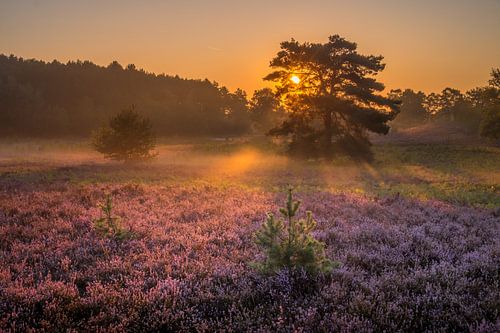 Brunssummerheide Sunrise