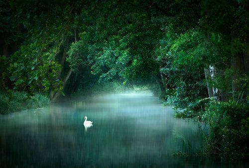 The Night Begins to Shine