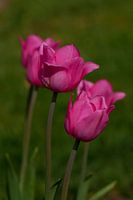 Tulips of Holland