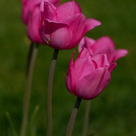 Tulpen van Holland van Jacqueline Volders