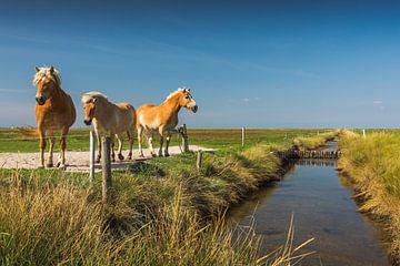 Horses on the Hallig Hooge in the North Sea by Conny Pokorny