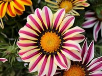 Kleurrijke middaggoud bloemenstruik in bloei