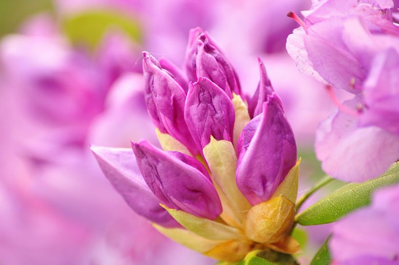 A closed blood of rhododendron by Philipp Klassen