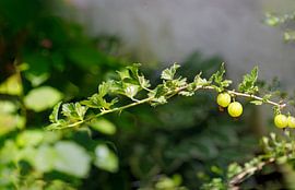 Gooseberries with bush by de-nue-pic