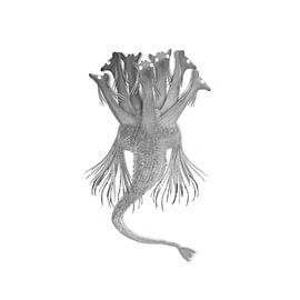 Octo Seahorse by KeiLief