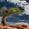 Vieux arbre dans les Canyonlands / USA sur Voss Fine Art Fotografie