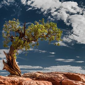 Old tree in the Canyonlands / USA by Voss Fine Art Fotografie