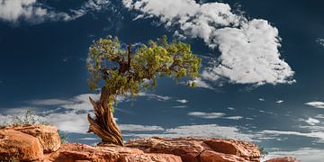 Oude boom in de Canyonlands / USA van Voss Fine Art Fotografie