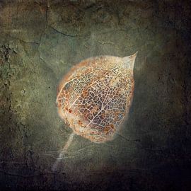 Fragile Withered Physalis