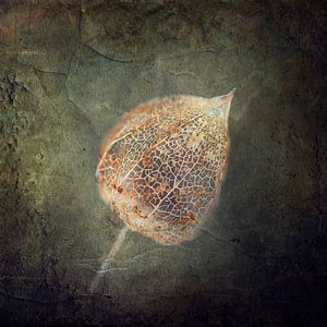 Fragile Verwelkte Physalis