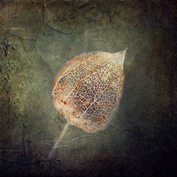 Fragile Withered Physalis by Dirk Wüstenhagen