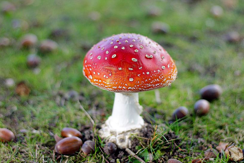 Champignon par PhotoManiX Digital Photography