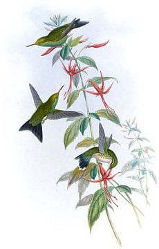 Osbert's Emerald, John Gould van Hummingbirds