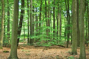 Forêt de hêtres à Emmen