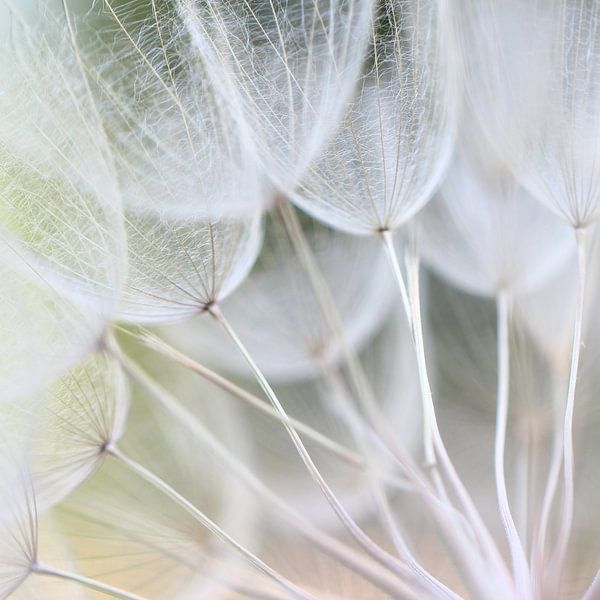Zarte Schirmchen 1 by Heike Hultsch