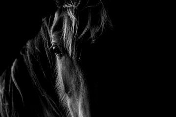 Fine Art zwart Paard kijkend in de camera close-up van Femke Ketelaar
