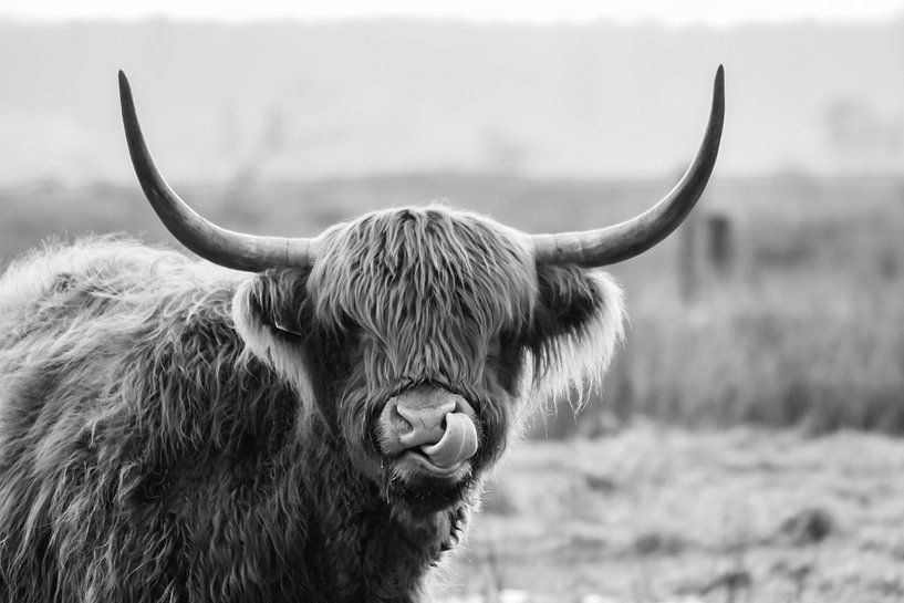 Schottischer Highlander von Esther van Engen