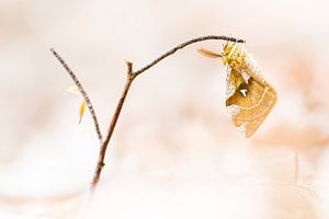 Zeldzame tauvlinder van Danny Slijfer Natuurfotografie