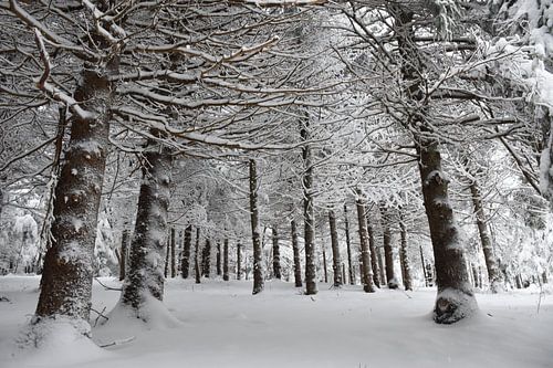 Ein Nadelwald unter Schnee