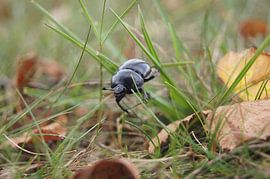 Walk to shit by Ronald en Bart van Berkel