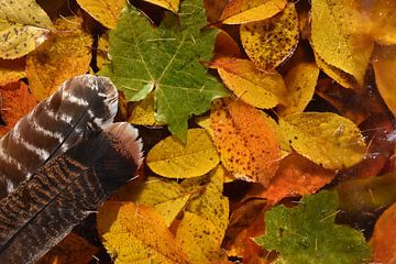 Autumn leaves in the forest by Claude Laprise