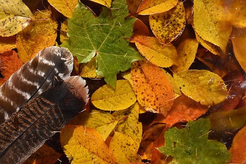 Herfstbladeren in het bos
