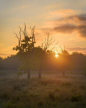 Lever du soleil dans un magnifique parc aux Pays-Bas sur Jos Pannekoek