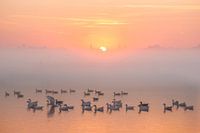 Zonsopkomst met vogels