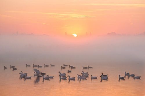 Sunrise with birds