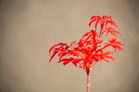 A red plant with a blurred background