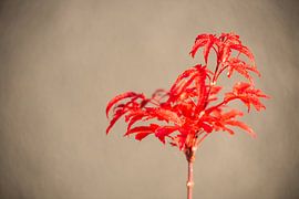 Een rode plant met een vage achtergrond